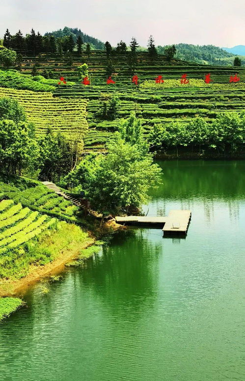 大美金寨 六安西茶谷，一葉傾城醉山水
